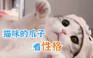 猫咪的爪子看性格