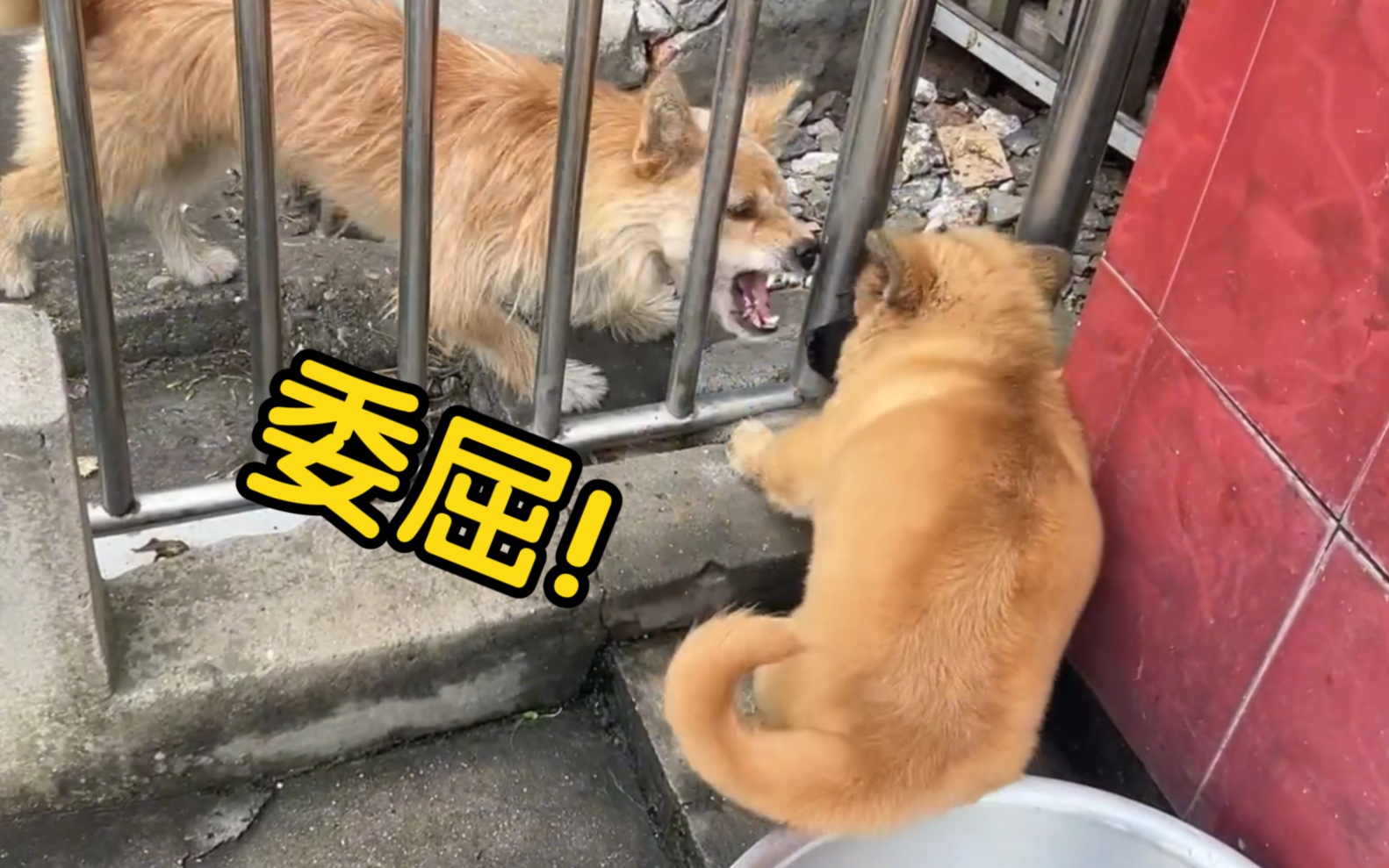 鬥牛犬兇猛嗎？不！ | 社團法人中華民國保護動物協會