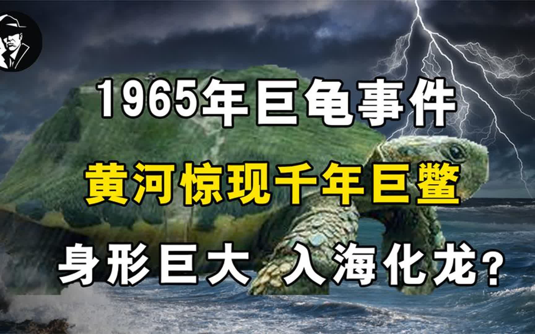 [图]1965年黄河巨龟事件，三层楼高千年巨鼋，为何最后离奇失踪？