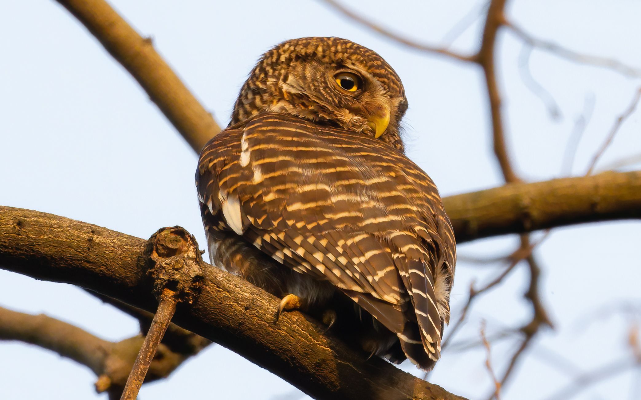 【猫头鹰】夕阳下悠哉游哉地伸懒腰梳理羽毛的斑头鸺鹠