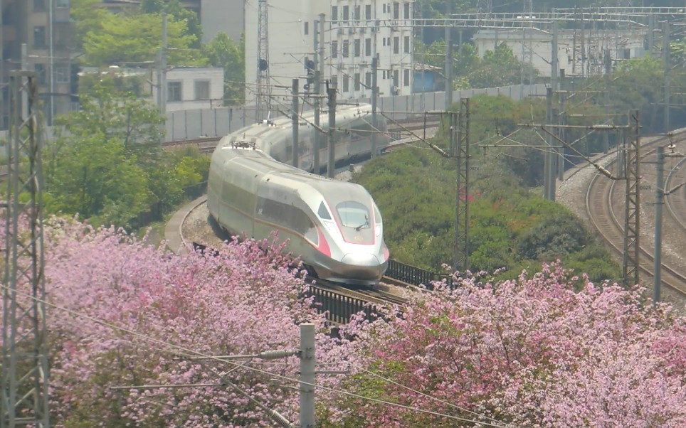 [图]【中国铁路】衡柳线旁逝去的紫荆花