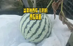 Download Video: 盆栽种西瓜 儿时的西瓜味道 怎样能种好