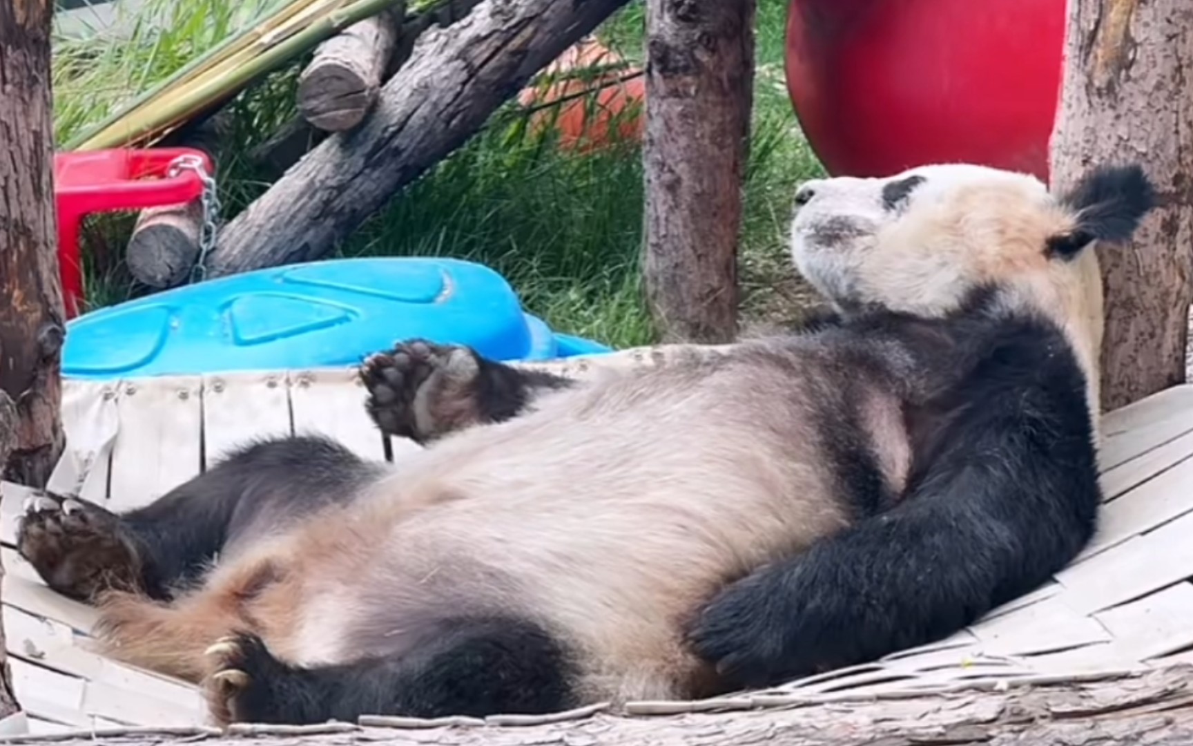 今天吃完笋笋躺着睡觉觉的丫丫好可爱啊!