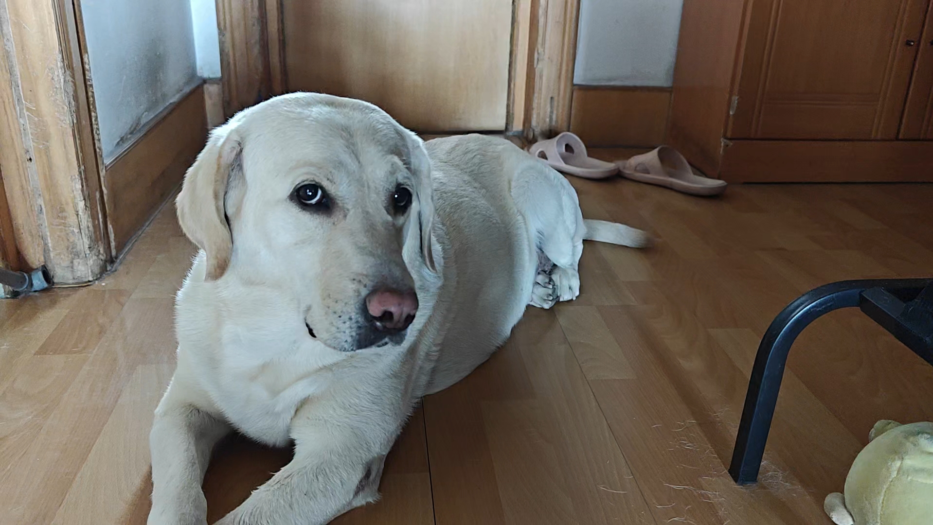 车座狗:女人,你才知道我的美!