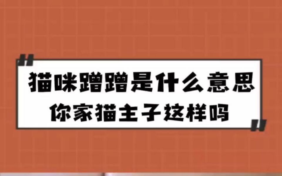 猫猫蹭蹭是什么意思,你家猫主子这样吗
