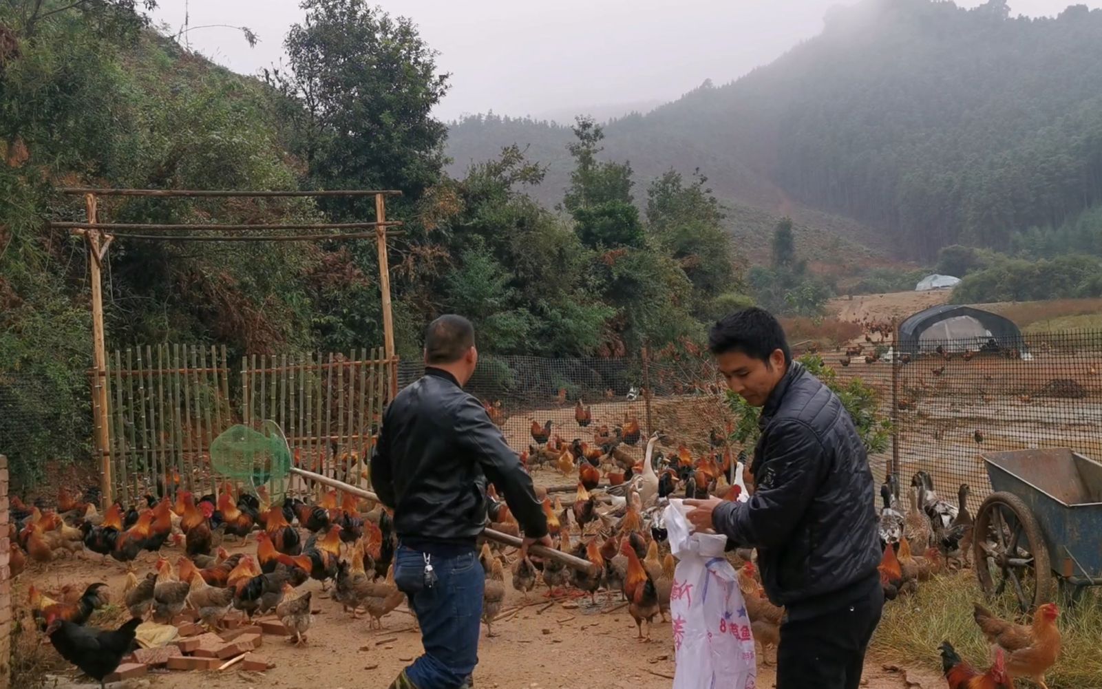 小邓花15万元搞生态养殖,3年的努力没白费,土鸡畅销全国各地哔哩哔哩bilibili