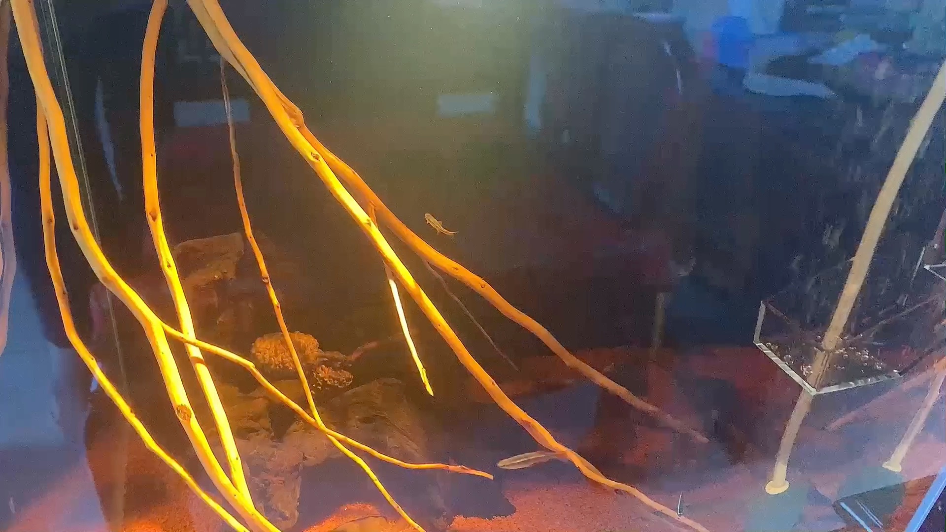 南美缸养白云金丝