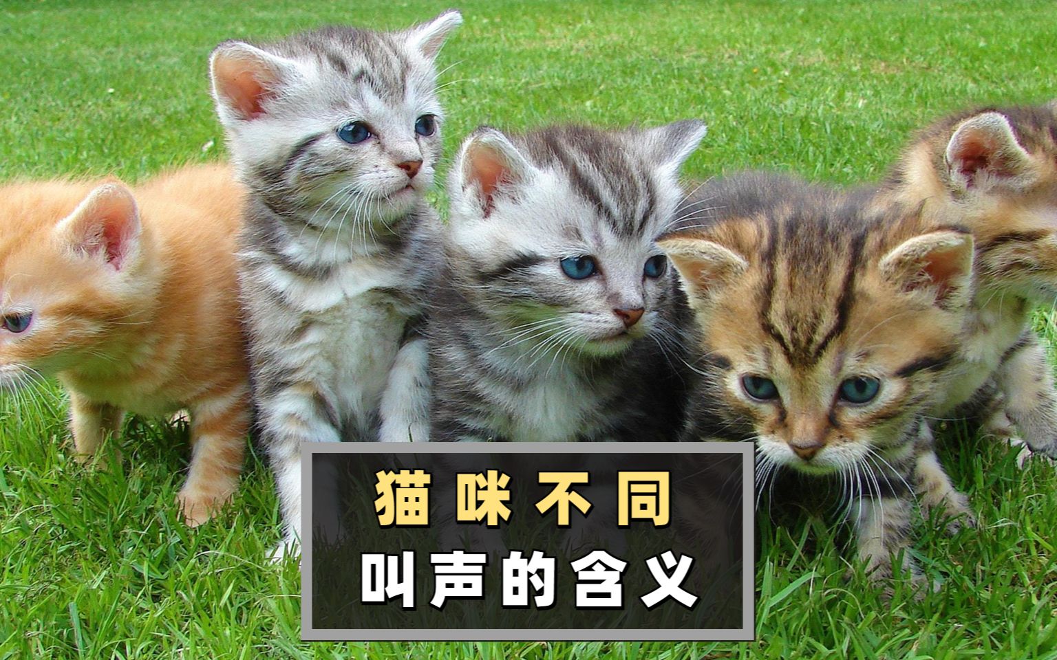 猫咪不同的叫声,其实代表不同的含义,看到涨姿势了横版