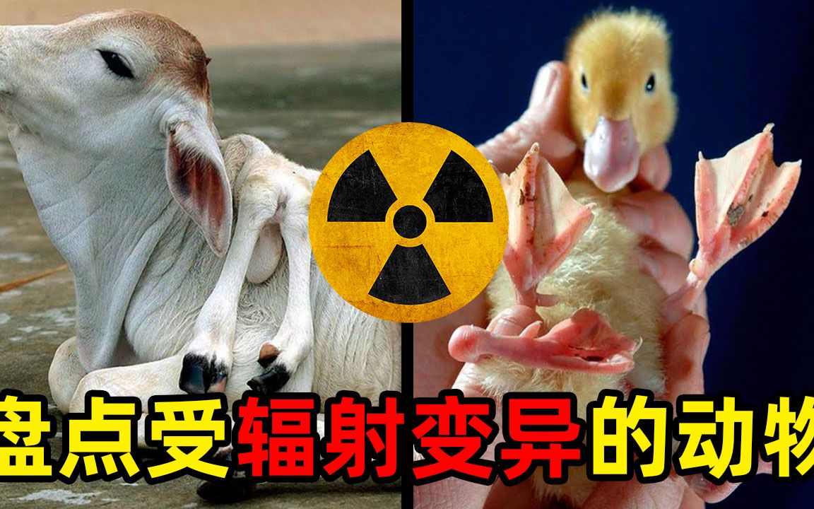 核辐射变异的生物图片