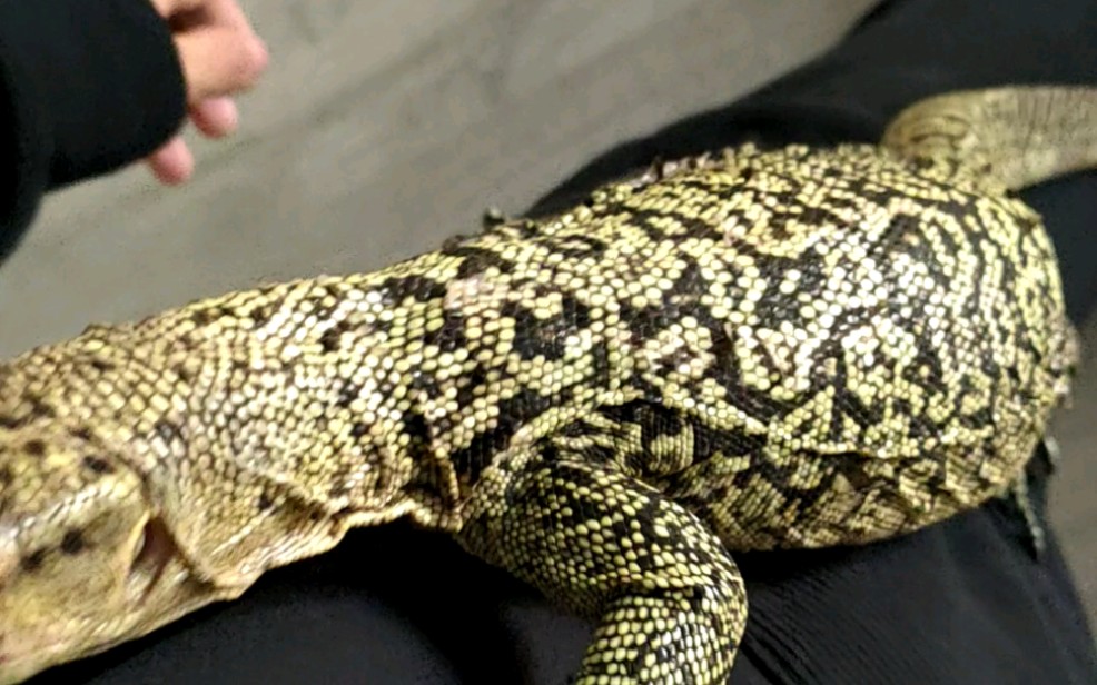 当一只黄头巨蜥爬到你的身上