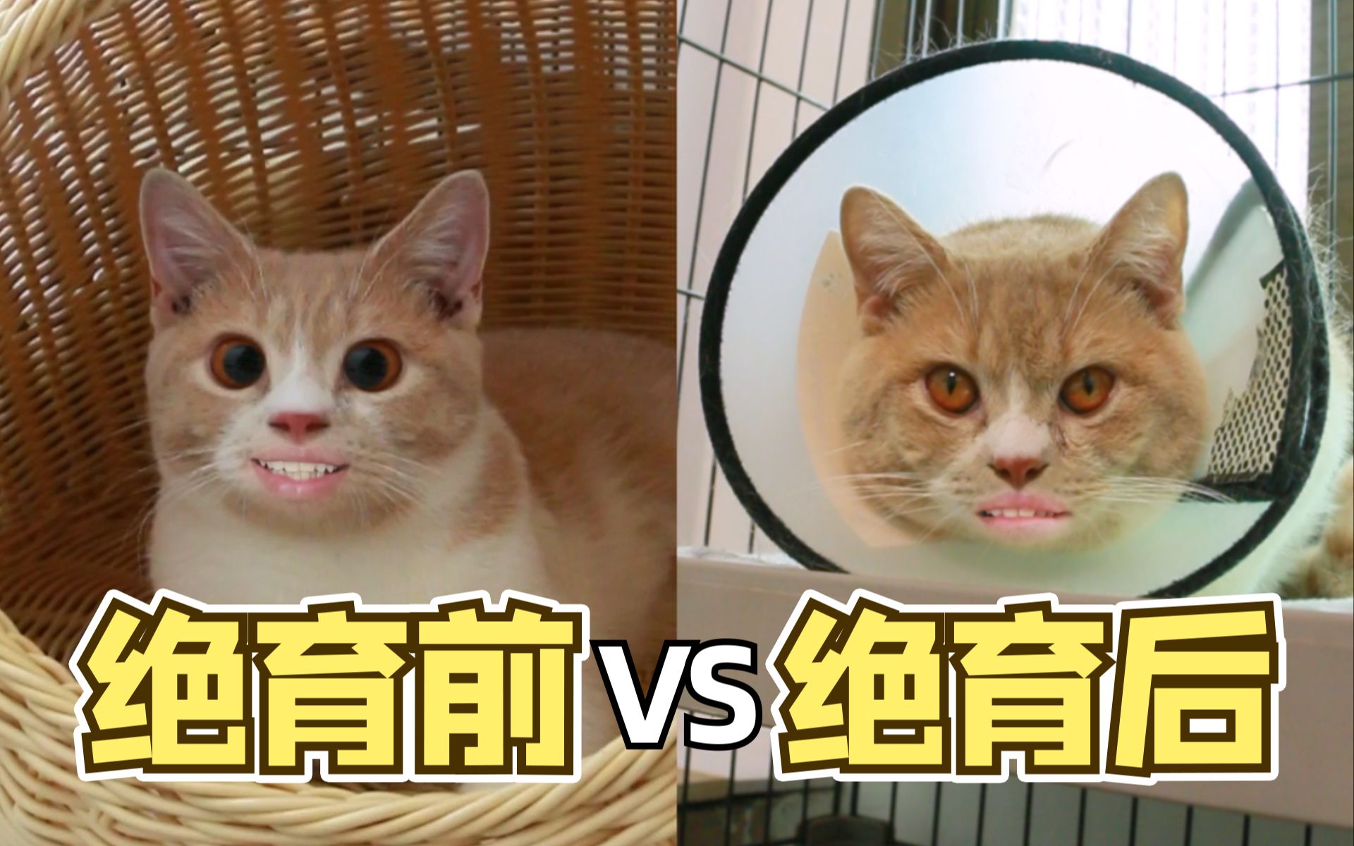 沙雕猫绝育前vs绝育后,感觉不会再快乐了!哔哩哔哩bilibili