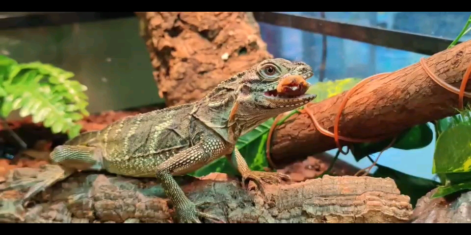 【爬宠】斑帆蜥干饭