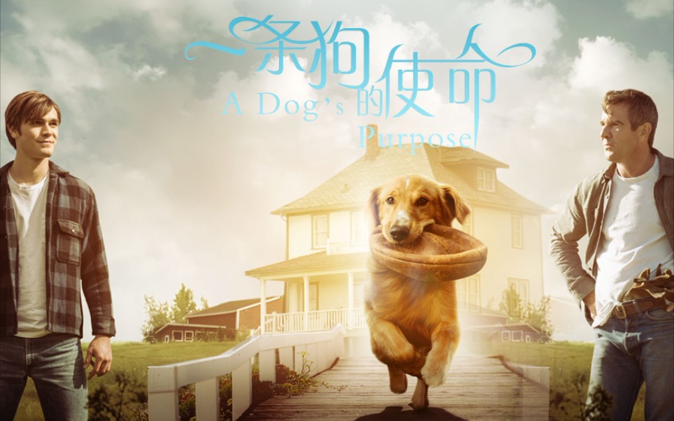 [图]治愈电影：《一条狗的使命1》 音乐♬ ：Home we will go