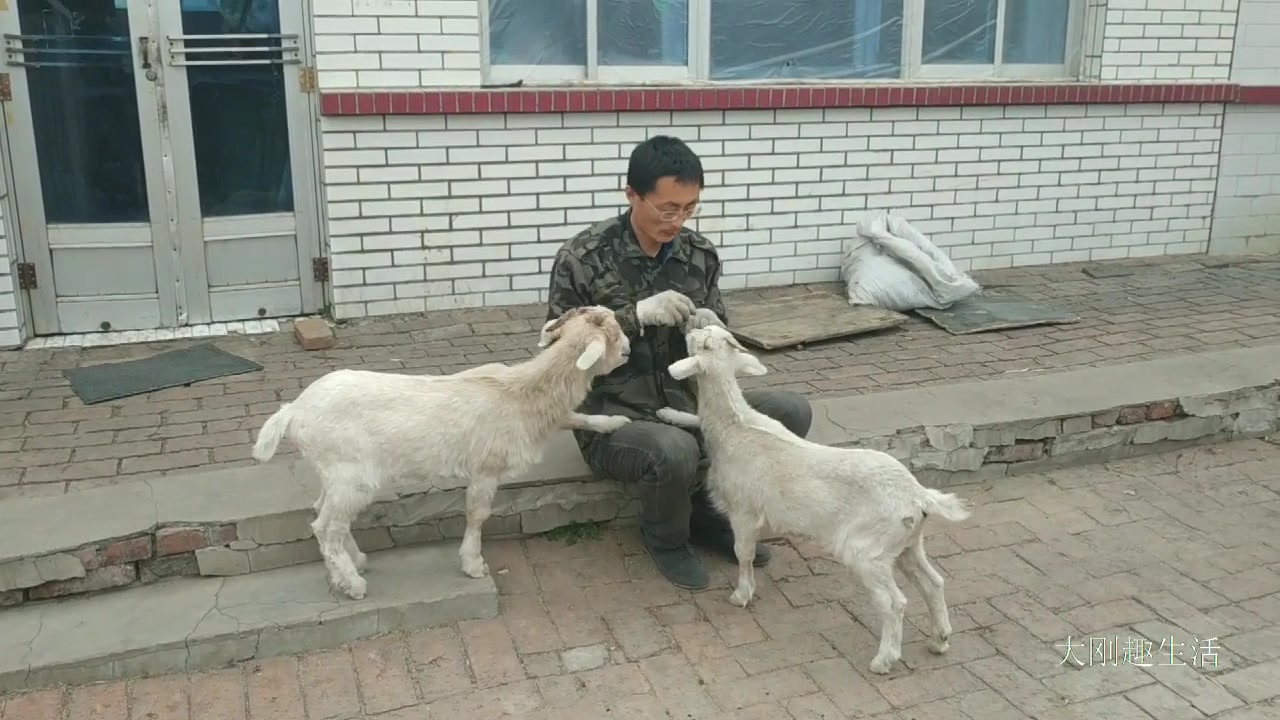 [图]两只小山羊都吃馋了，就爱吃饼干，见到饼干伸手就要