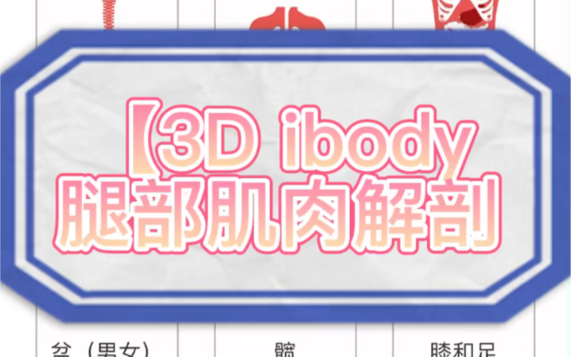 【3D ibody】腿部肌肉解剖哔哩哔哩bilibili