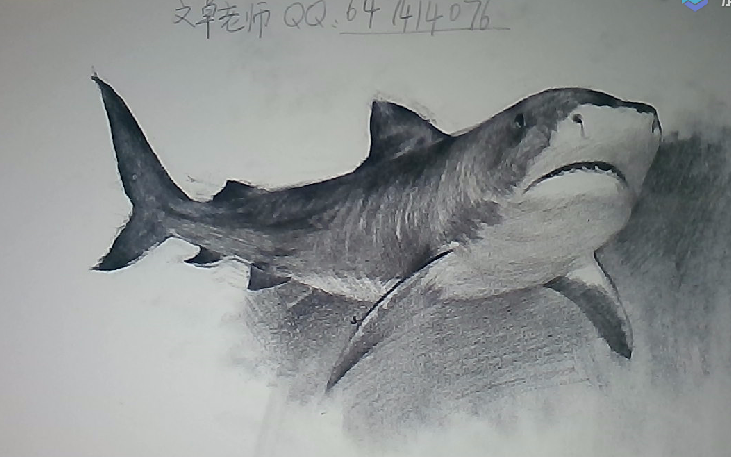【素描新手联盟】素描一条大鲨鱼