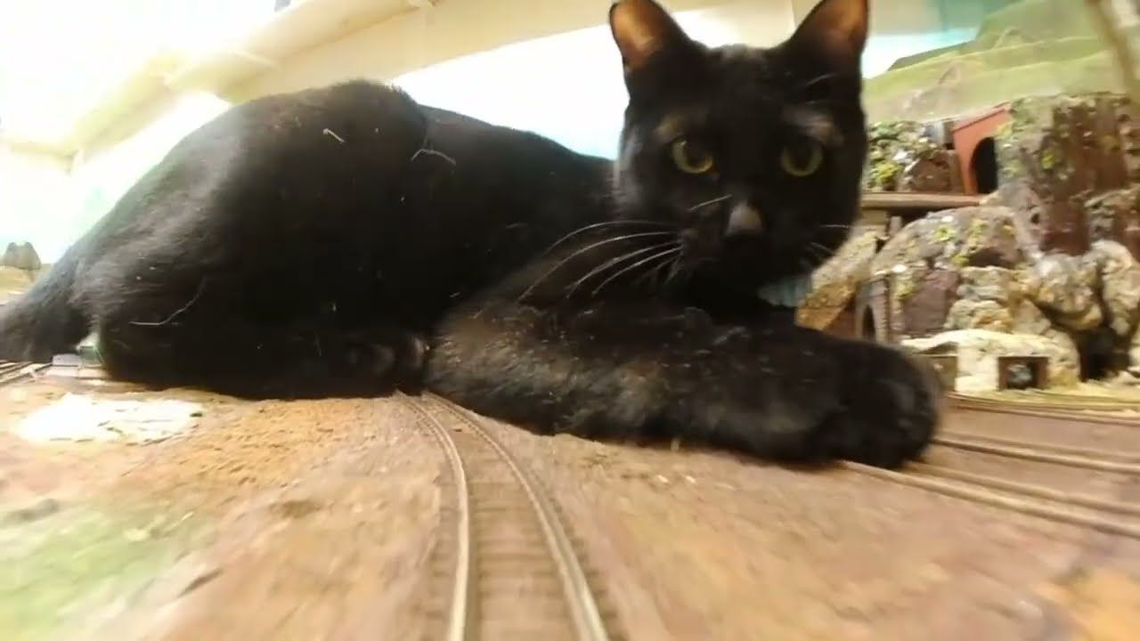 列车长:呼叫总部,前面突现一座猫猫山