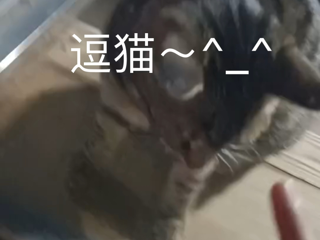 猫咪夜行记!窗台上的小可爱探险记.哔哩哔哩bilibili