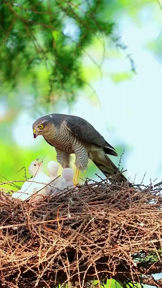 鹰宝宝还小啊07