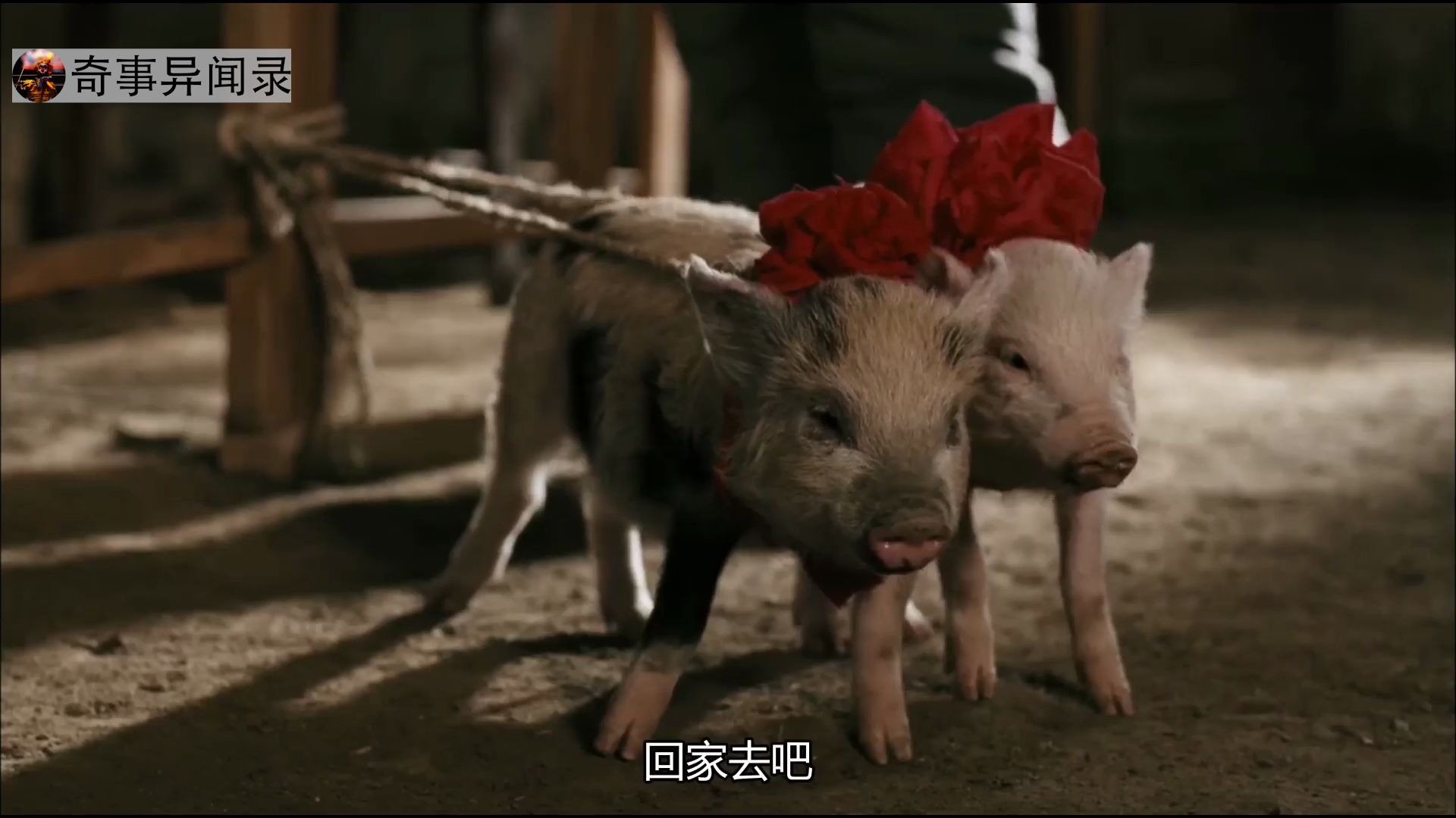 拿两只猪配种.咱们配种的关系,不能说黄就黄