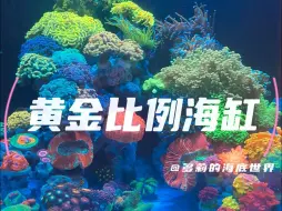 Descargar video: 黄金比例海缸