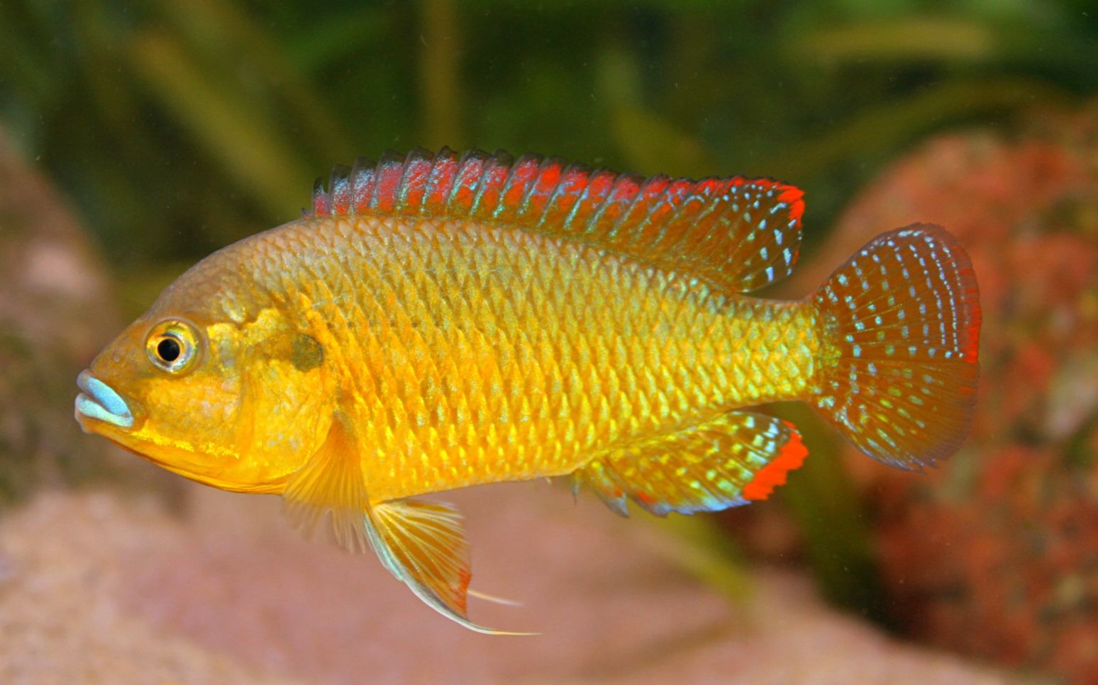 多色褶唇丽鱼|维多利亚湖亚种|维鲷三湖慈鲷_哔哩哔哩_bilibili