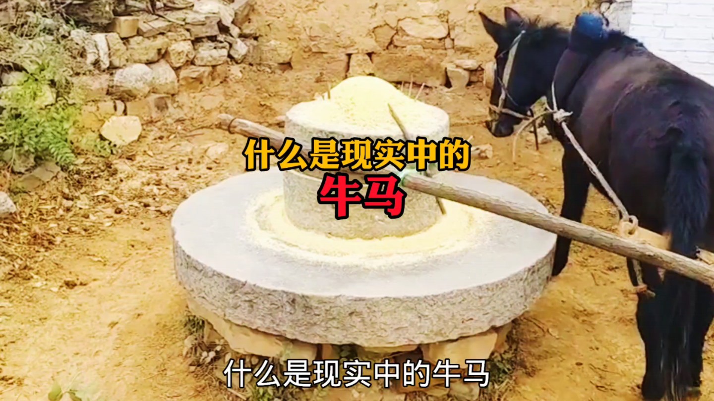 怎么样过好这一生,不做生活的牛马