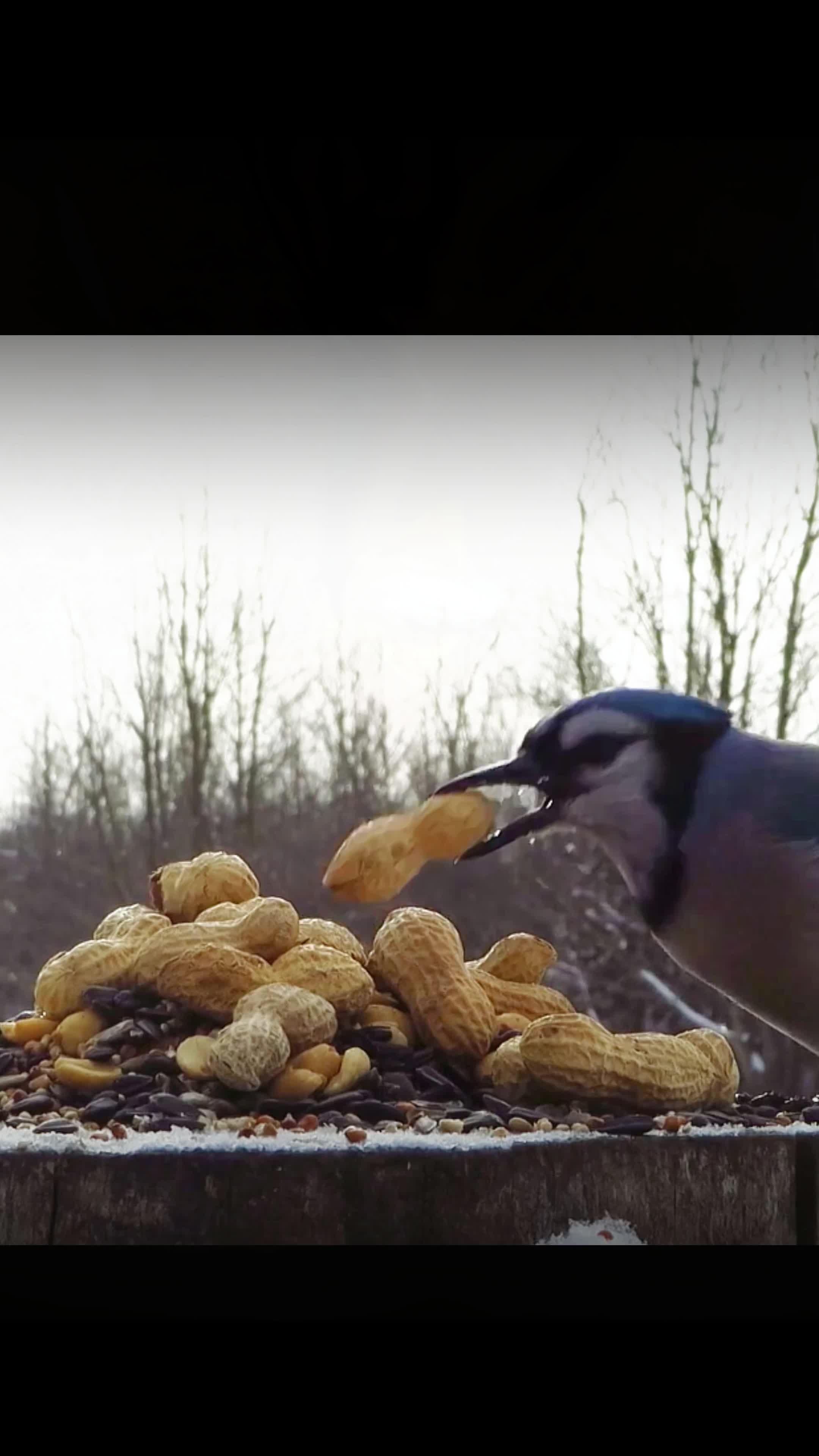 发现了三只偷花生的小贼#爱鸟护鸟