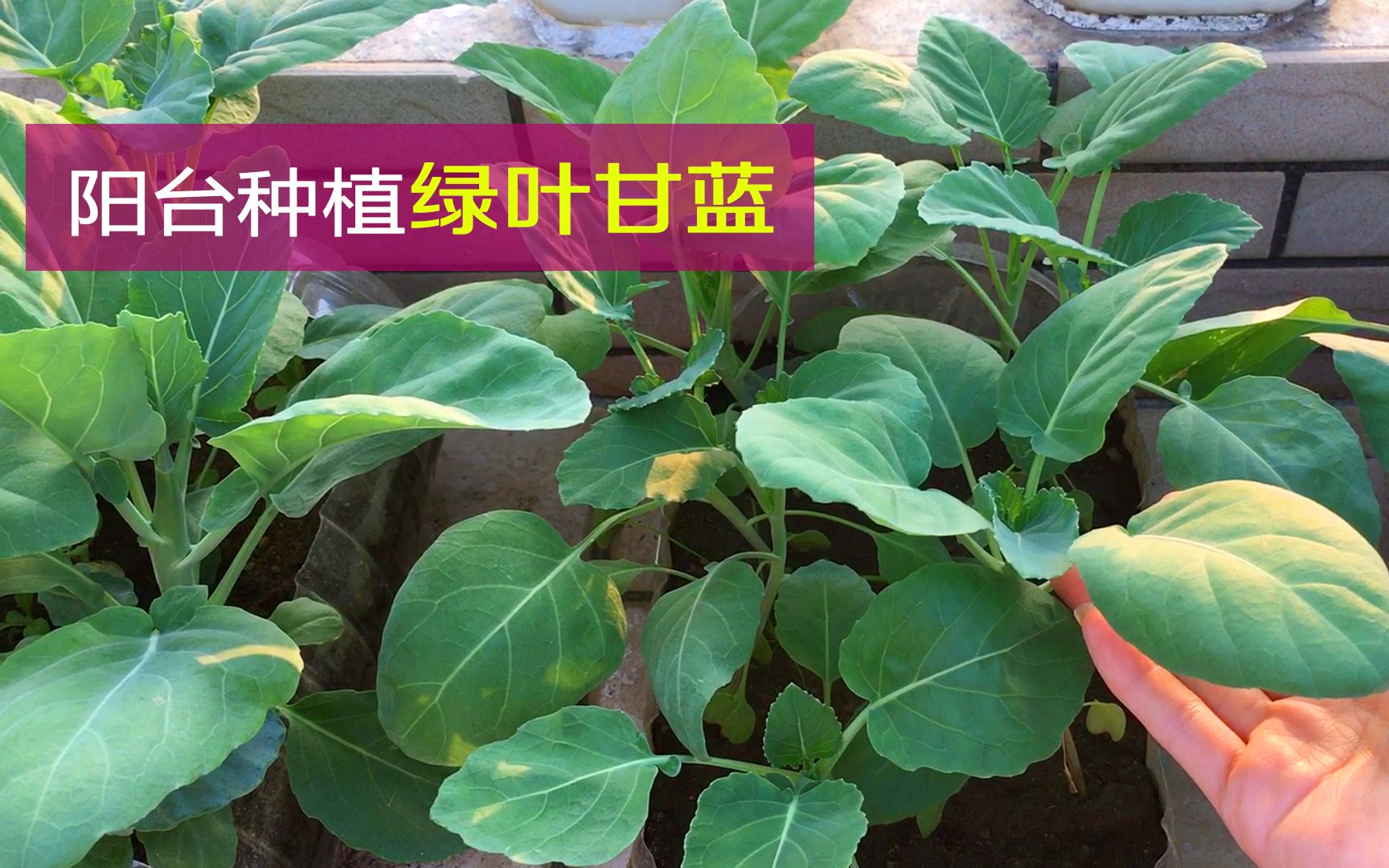 如何种好绿叶甘蓝(芥蓝菜的一生)Chinese kale哔哩哔哩bilibili