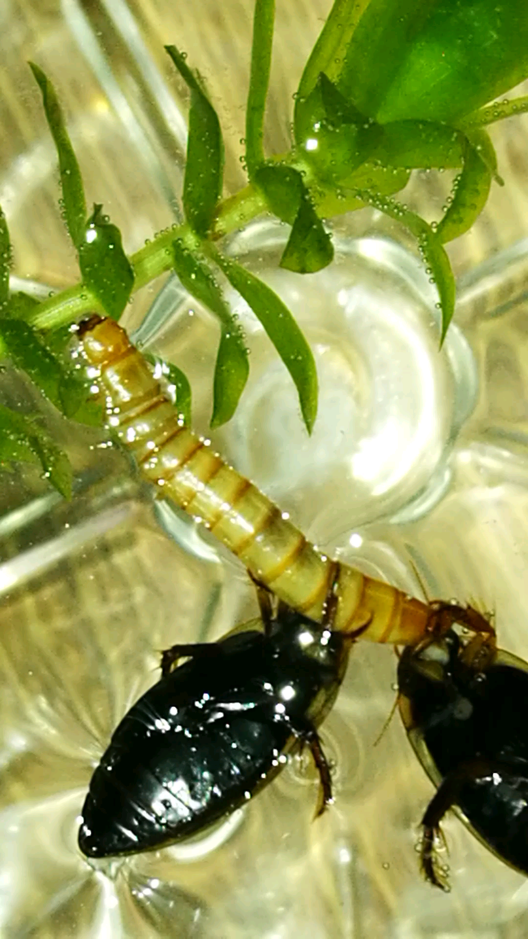 三个憨憨吃面条(龙虱捕食)