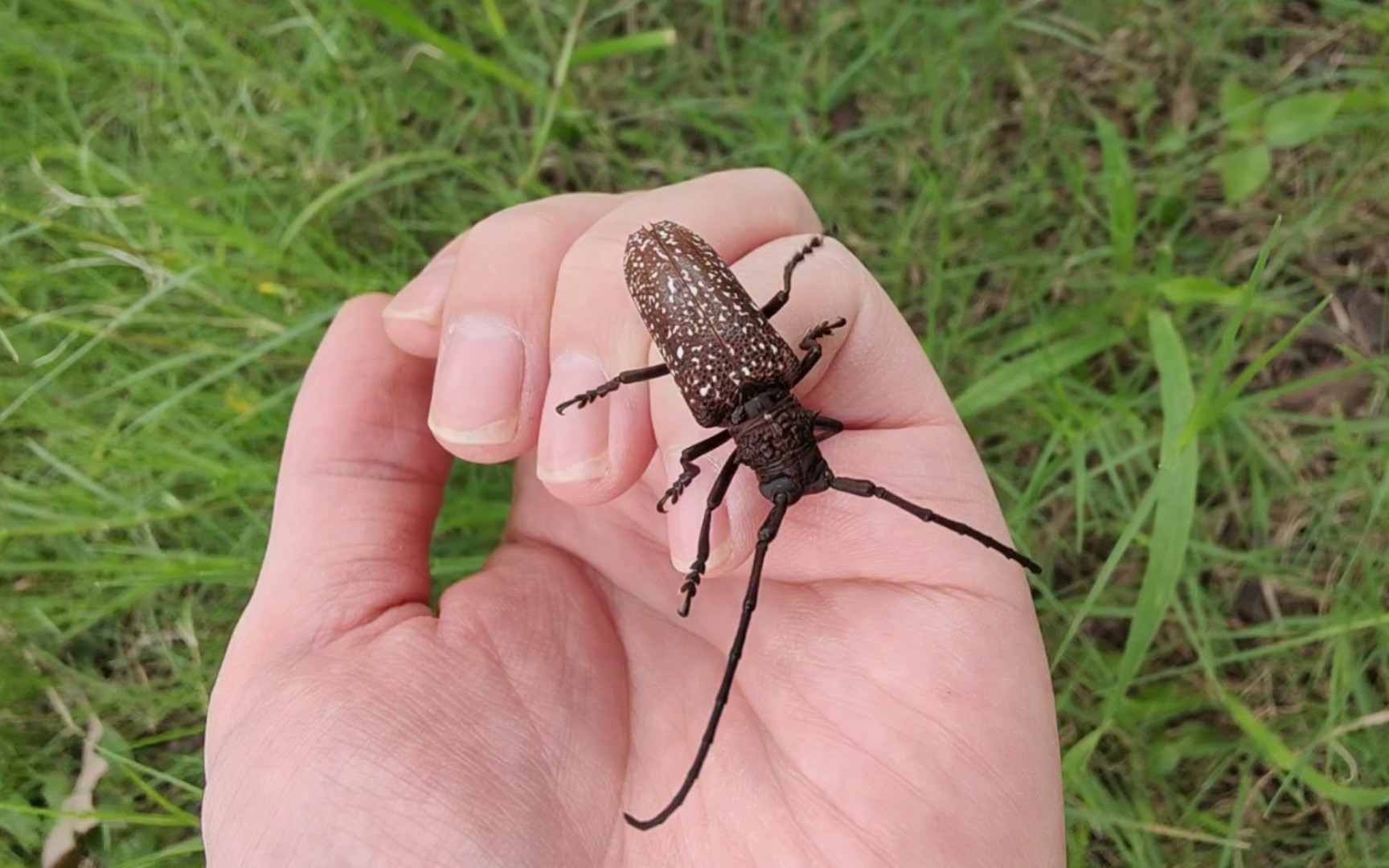 第一次在上海发现槐上边的锈色粒肩天牛,记录下
