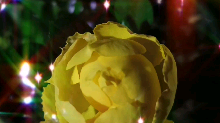 月季新手上路红伯爵终于开花了