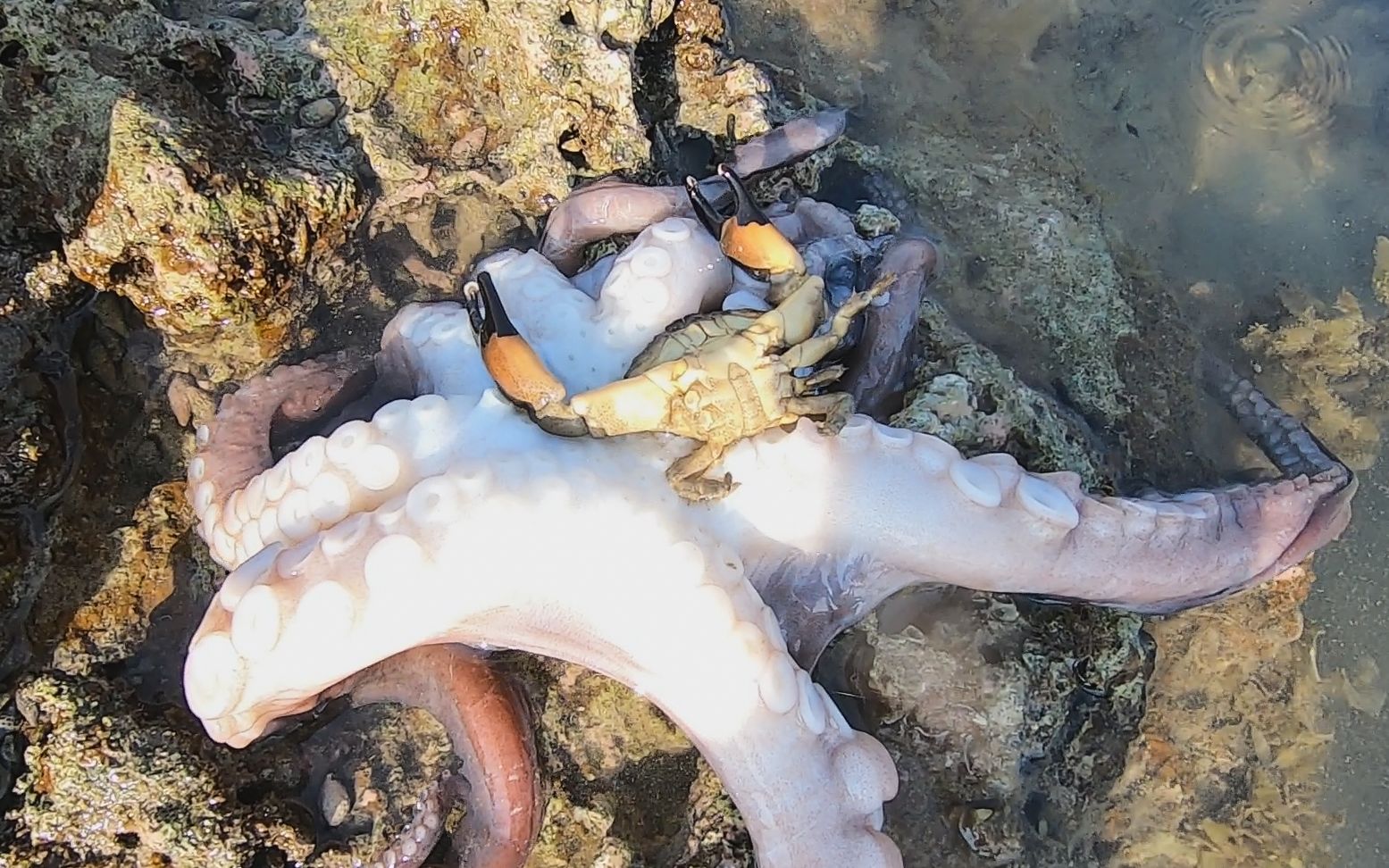 一只大八爪鱼正吸食螃蟹,被赶海大叔一举拿下,够刺激