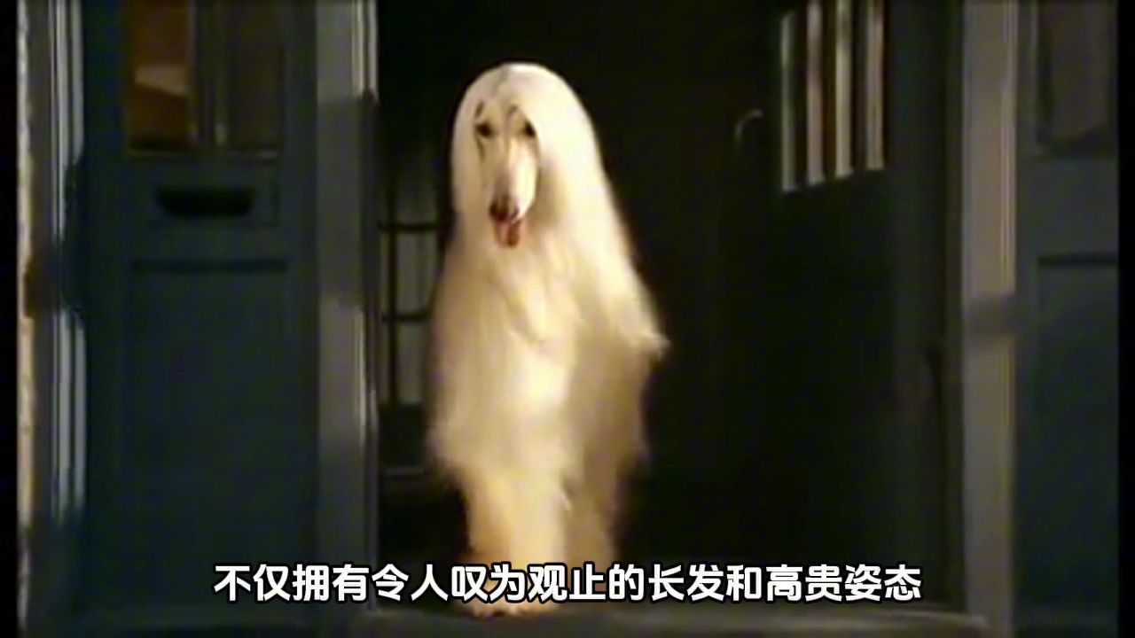 源自阿富汗的古老宝藏,时尚界的宠儿:阿富汗猎犬哔哩哔哩bilibili