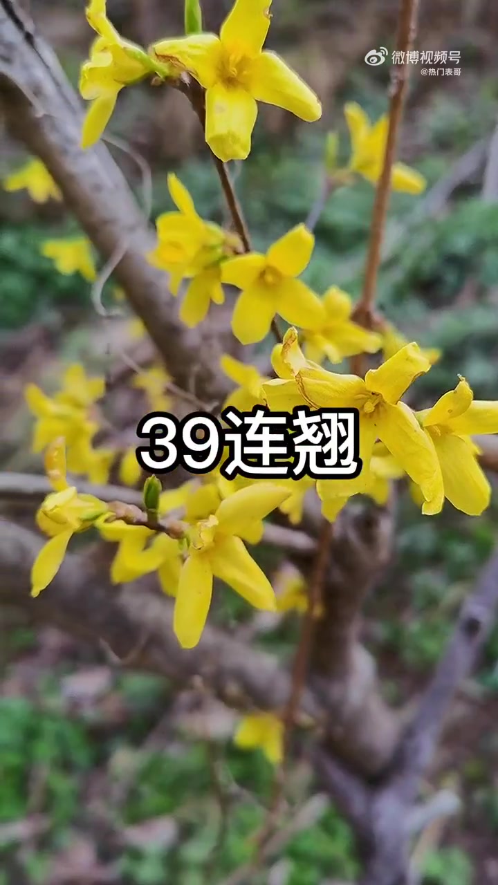 [图]带你认识50种中草药。视频来自：神奇的草药