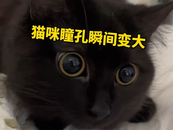 猫咪瞳孔变化速度有多快哔哩哔哩bilibili