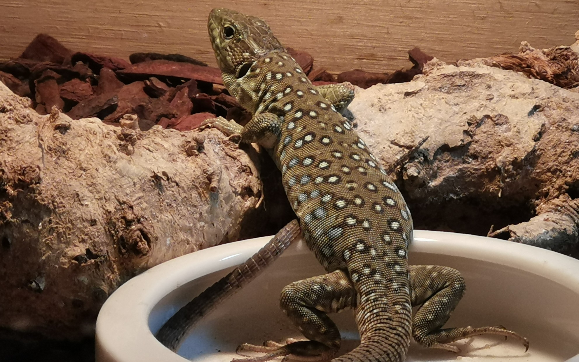 【蓝斑珠宝蜥】出货的小杜比亚