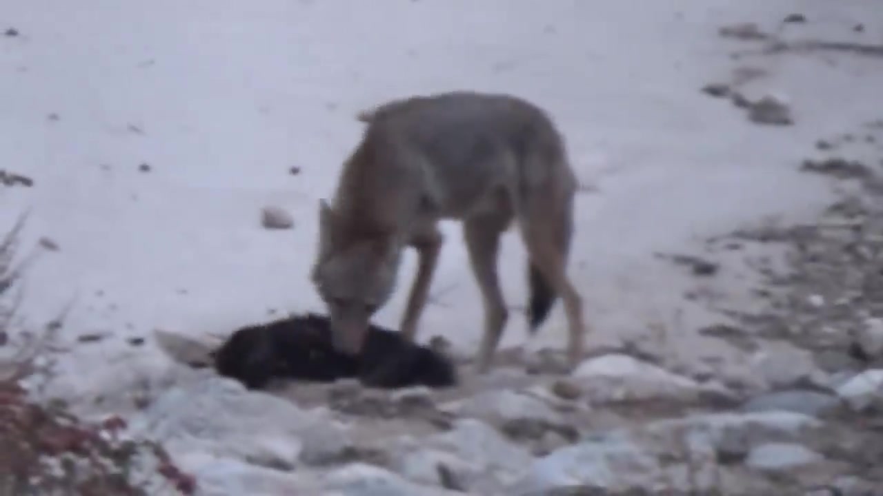 [图]郊狼在雪地里咬死了一只黑猫