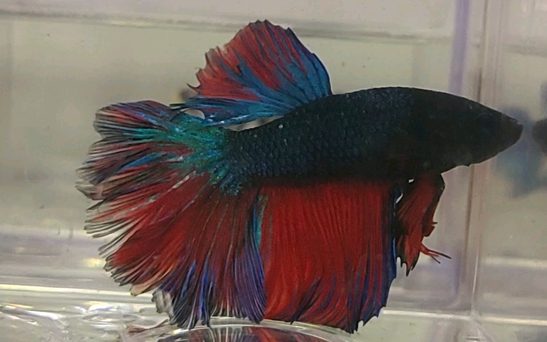 这条地狱火花瓣尾斗鱼真的长得好像刃啊