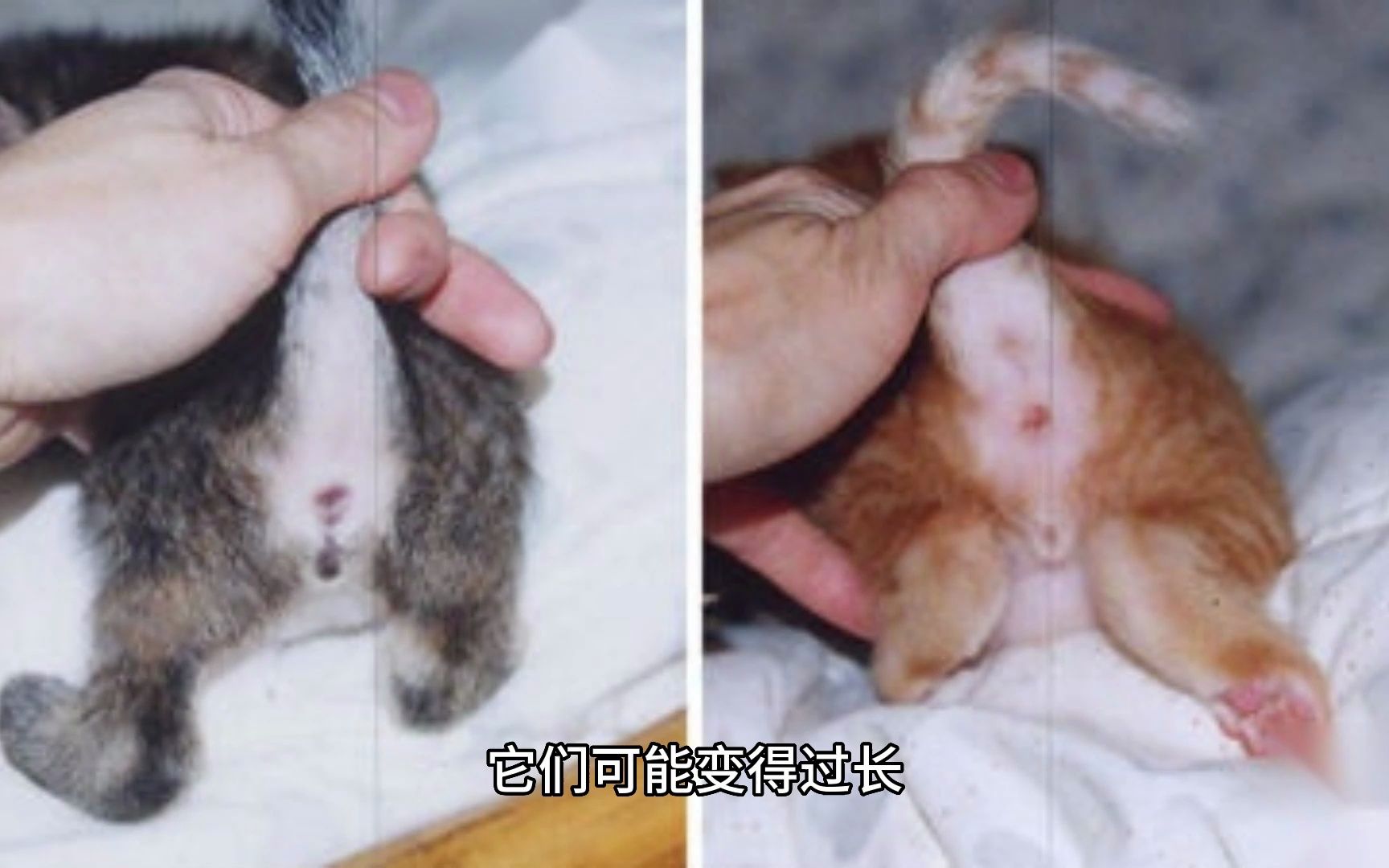 猫咪护理秘籍:为什么要定期修剪猫咪的爪子?哔哩哔哩bilibili