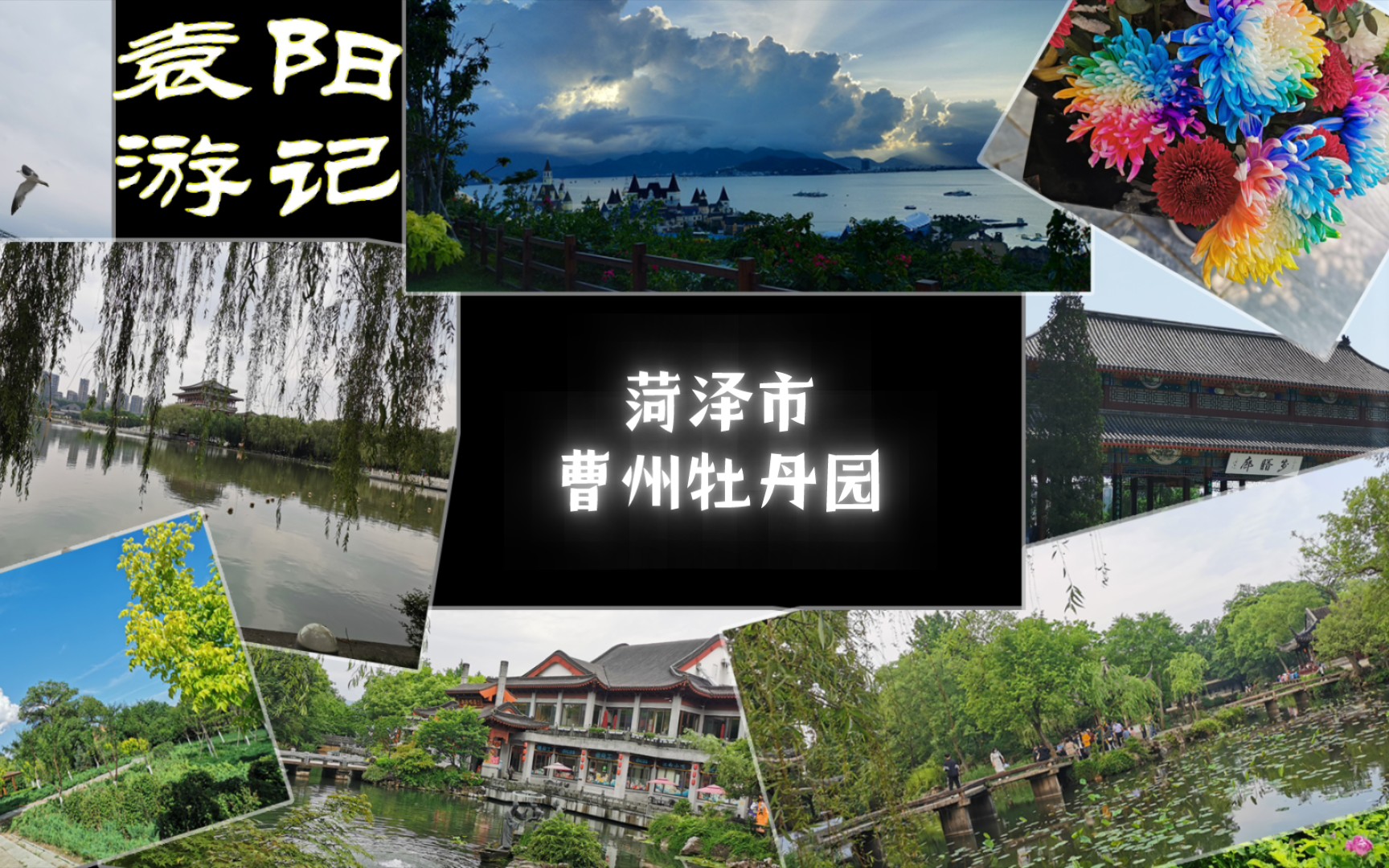 【袁阳游记】曹州牡丹园20230410哔哩哔哩bilibili