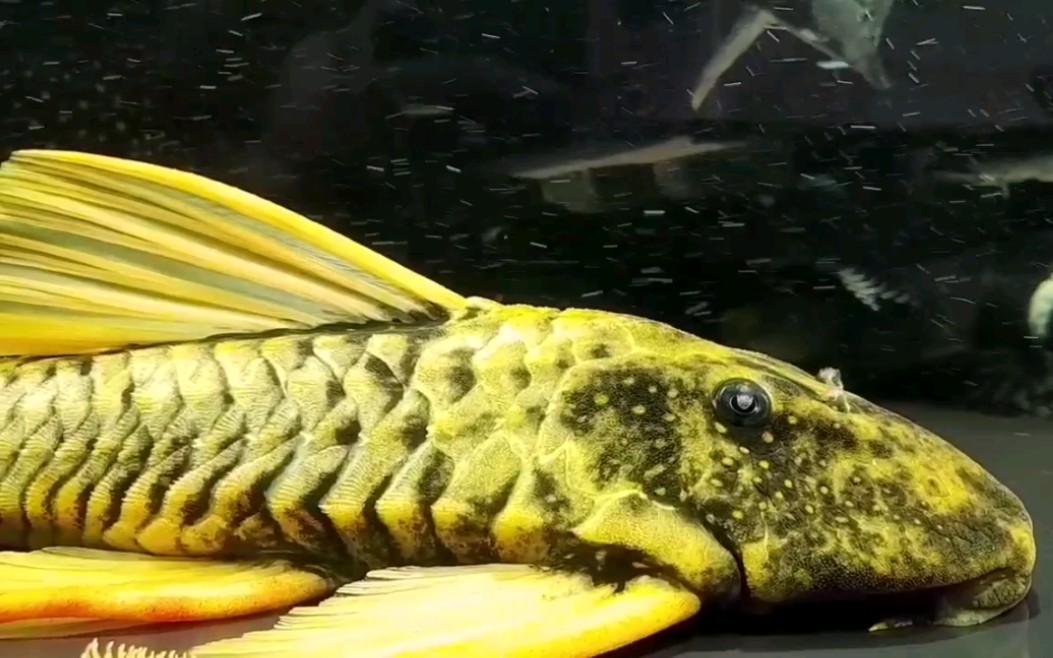 霓虹达摩异形鱼