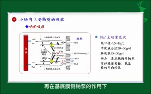 Download Video: #钠、水、铁在小肠内的吸收#消化和吸收#人体生理学#医学知识科普#每天学习一点点