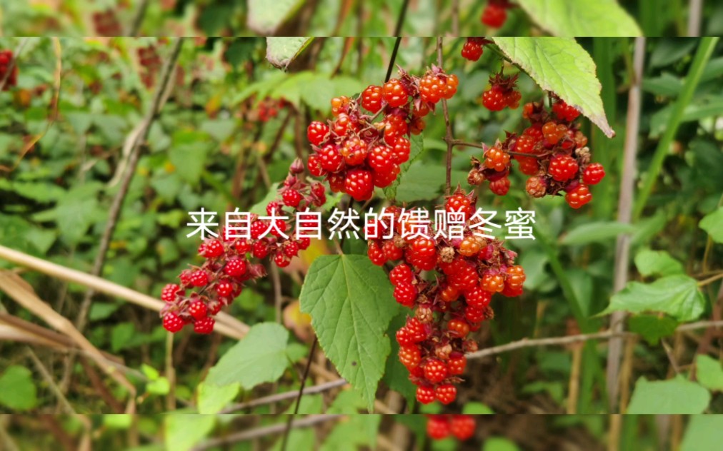 乡村[冬蜜]百花蜜哔哩哔哩bilibili