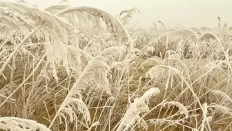 横穿塔克拉玛干沙漠|DAY18：沙漠雾凇