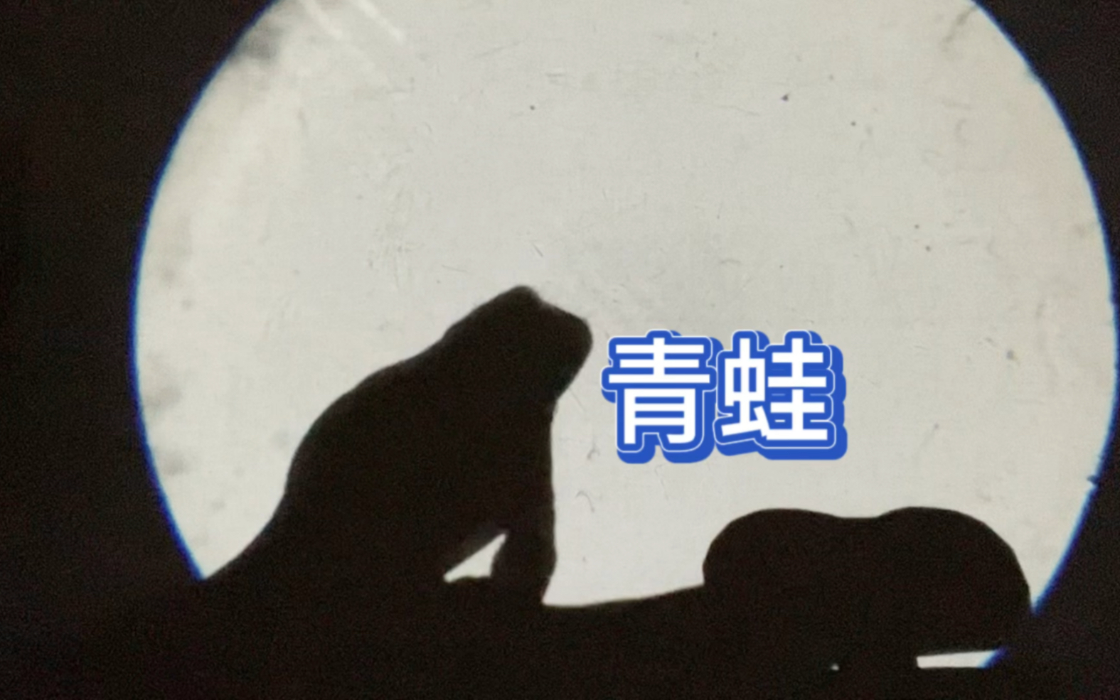 手影——青蛙