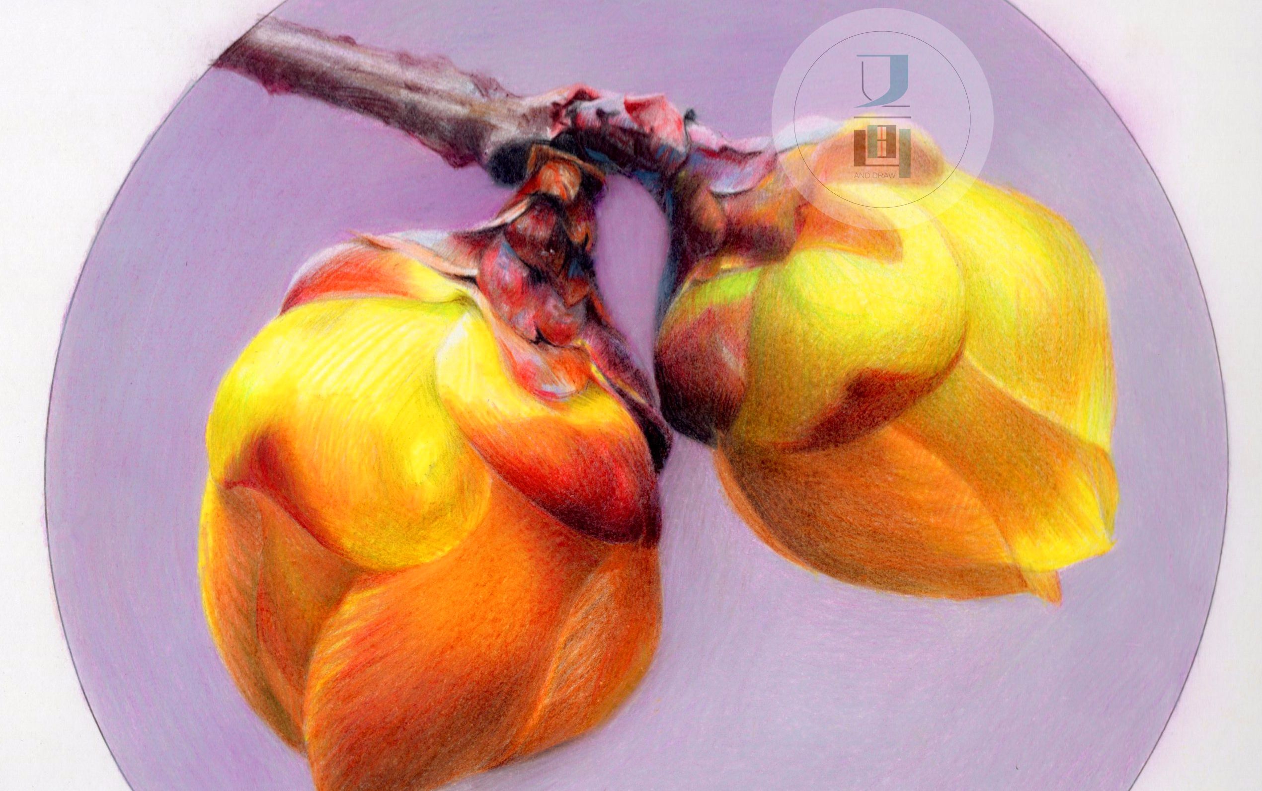 腊梅彩铅画教程