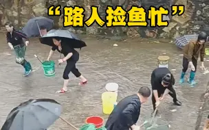 Download Video: 路上偶遇大量鱼群搁浅，感觉做梦一样，路人开启捡鱼模式，大家鱼获颇丰