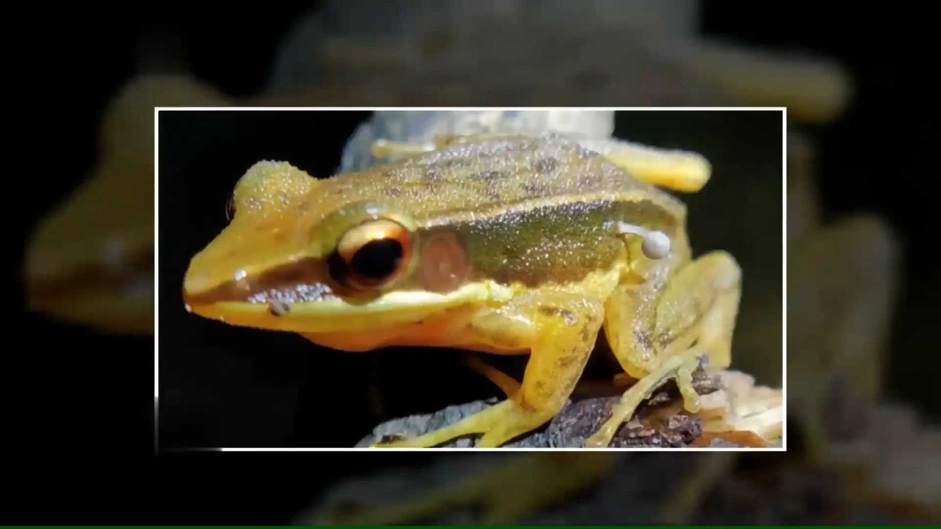 印度山区罕现「长菇青蛙」首次发现活体寄生