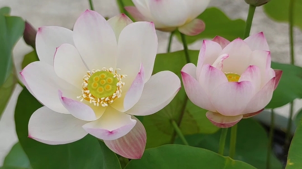 [图]芙蕖淡雅，风也温柔～